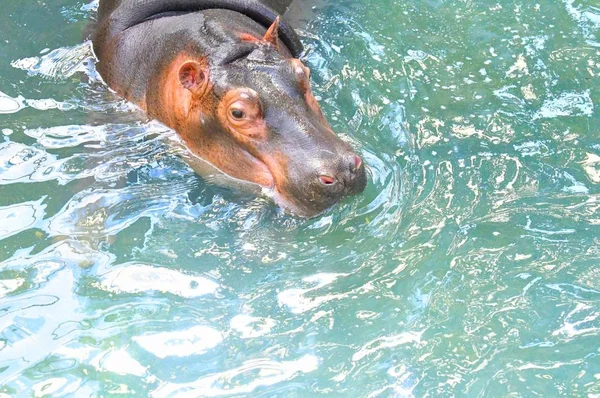 Ein Nilpferd Bleibt Einem Heißen Tag Caocao Zoo Der Stadt — Stockfoto