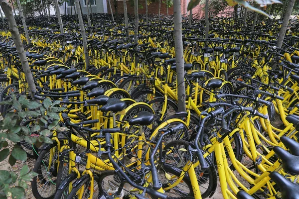 Bicicletas Serviço Compartilhamento Bicicletas Chinesas Ofo Estão Trancadas Bosque Campus — Fotografia de Stock