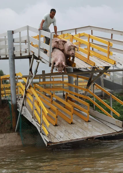 Porcos Pulam Uma Plataforma Mergulham Água Durante Treinamento Diário Uma — Fotografia de Stock