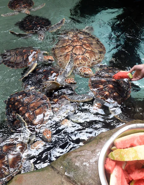 Ein Tierpfleger Füttert Schildkröten Mit Einem Stück Wassermelone Der Ozeanwelt — Stockfoto