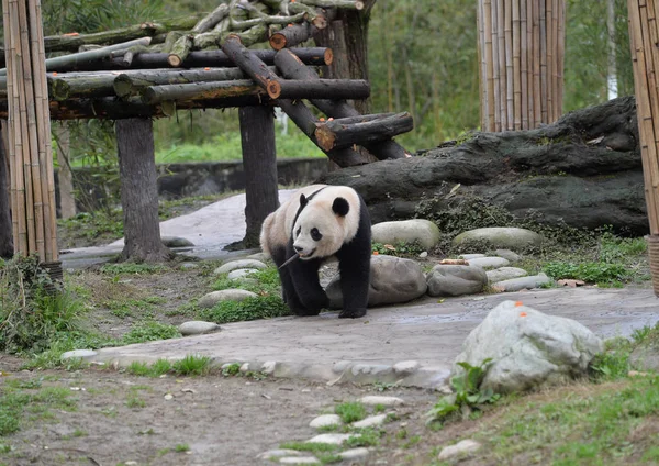 Három Éves Amerikai Születésű Óriás Panda Bao Bao Vándorol Dujiangyan — Stock Fotó