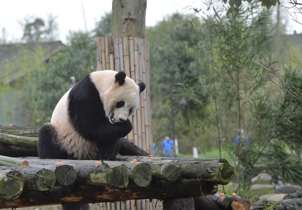 Tříletý Obří Panda Bao Bao Dřevěném Stánku Dujiangyanské Základně Čínského — Stock fotografie