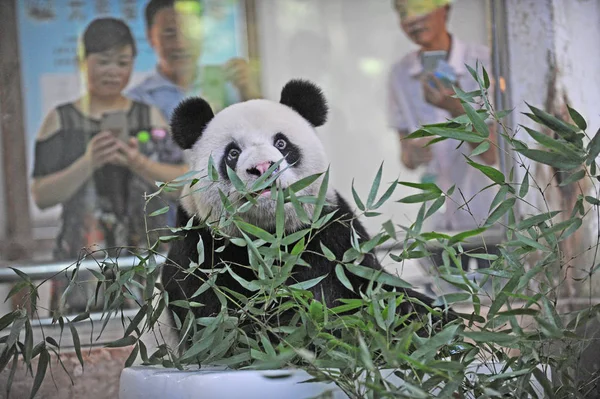 Óriás Panda Weiwei Eszik Bambusz Hajtások Körül Hatalmas Jégtömbök Lehűlni — Stock Fotó