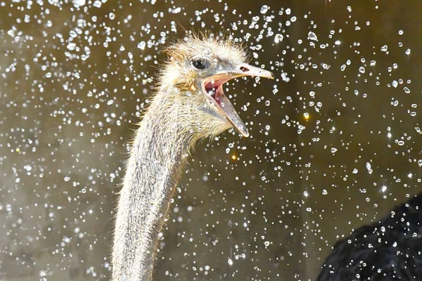 Een Feeder Spuit Water Een Struisvogel Koelen Een Verschroeiende Dag — Stockfoto