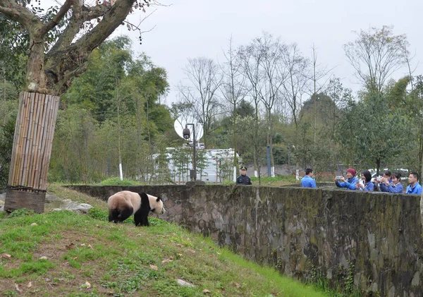 Három Éves Amerikai Születésű Óriás Panda Bao Bao Vándorol Dujiangyan — Stock Fotó