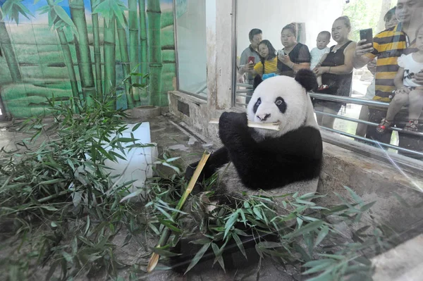 Panda Gigante Weiwei Come Brotos Bambu Torno Enormes Blocos Gelo — Fotografia de Stock