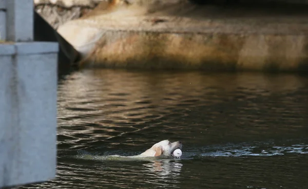 2017年6月30日 在中国东南部福建省福州市福州大学校园里 这只狗在河里游泳时 嘴里放着垃圾 — 图库照片