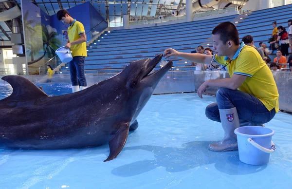 Ein Tierpfleger Füttert Einen Delphin Mit Tintenfisch Gelee Der Ozeanwelt — Stockfoto