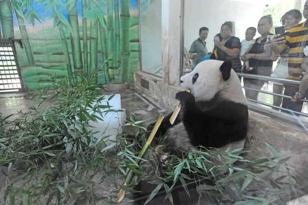 Panda Gigante Weiwei Come Brotes Bambú Alrededor Enormes Bloques Hielo — Foto de Stock