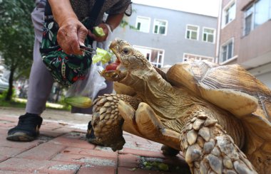 83-year-old Chinese woman Hao Yulan feeds her giant pet tortoise as she walks it on a street in Changchun city, northeast China's Jilin province, 22 August 2017 clipart