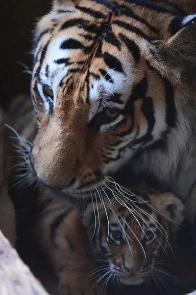 Επτά Έτος Παλαιό Manchurian Τίγρη Μητέρα Παίζει Cubs Τίγρη Τρεις — Φωτογραφία Αρχείου