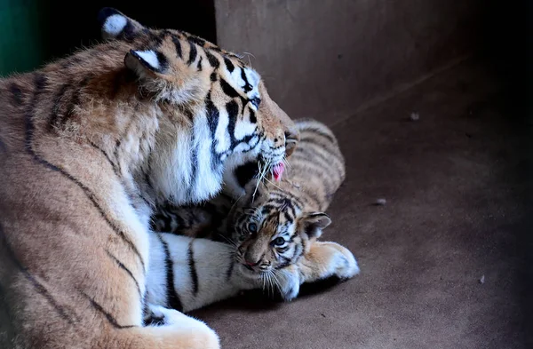 Zeven Jaar Oude Manchurian Tijger Moeder Speelt Met Drie Tijger — Stockfoto