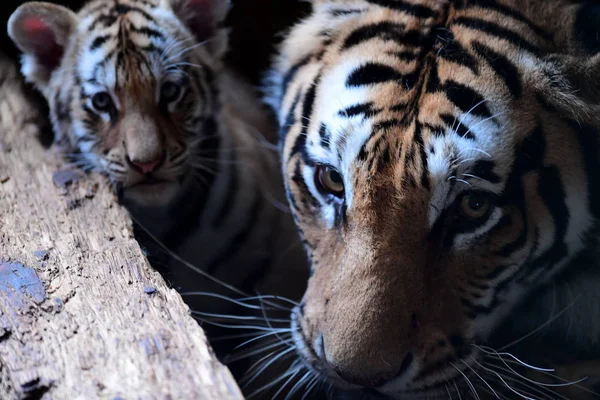 Madre Tigre Manchuriana Siete Años Juega Con Tres Cachorros Tigre — Foto de Stock