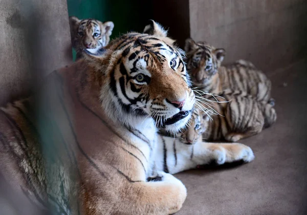 Madre Tigre Manchuriana Siete Años Juega Con Tres Cachorros Tigre —  Fotos de Stock