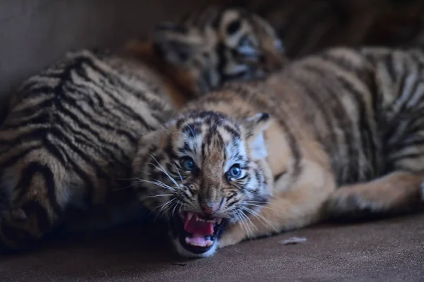 Tres Cachorros Tigre Manchurianos Representan Guaipo Northeast Tiger Park Ciudad —  Fotos de Stock