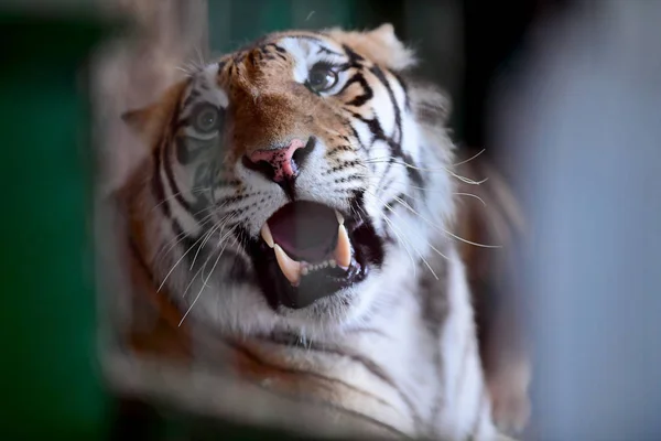 Madre Tigre Manchuriana Siete Años Edad Representa Guaipo Northeast Tiger —  Fotos de Stock