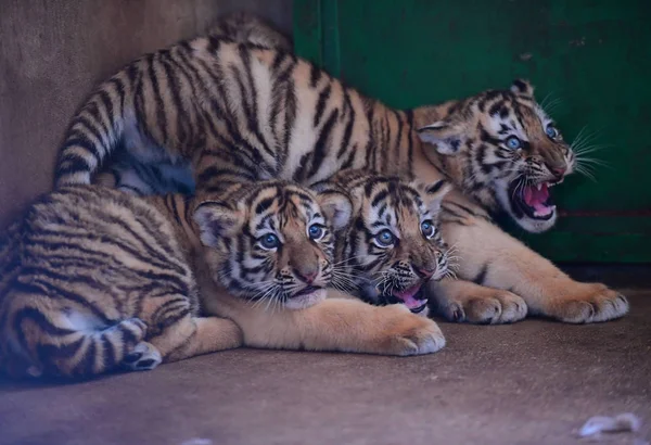 Tre Cuccioli Tigre Manciù Sono Raffigurati Guaipo Northeast Tiger Park — Foto Stock