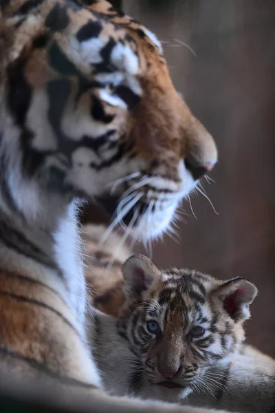 Sedm Rok Starý Manchurian Tygří Matky Hraje Třemi Tygří Mláďata — Stock fotografie