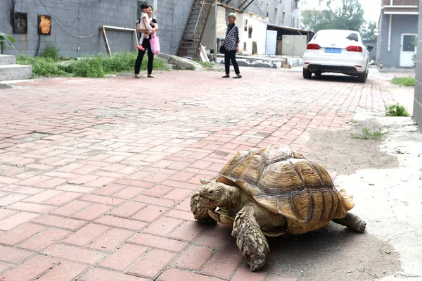 Local Residents Look Giant Pet Tortoise Raised Year Old Chinese — Stock Photo, Image