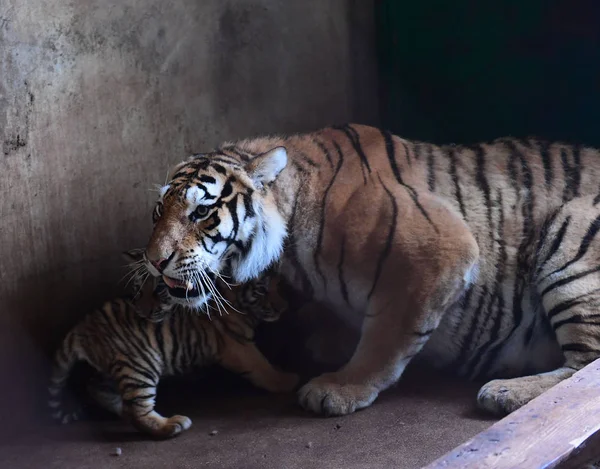 Madre Tigre Manchuriana Siete Años Juega Con Tres Cachorros Tigre —  Fotos de Stock