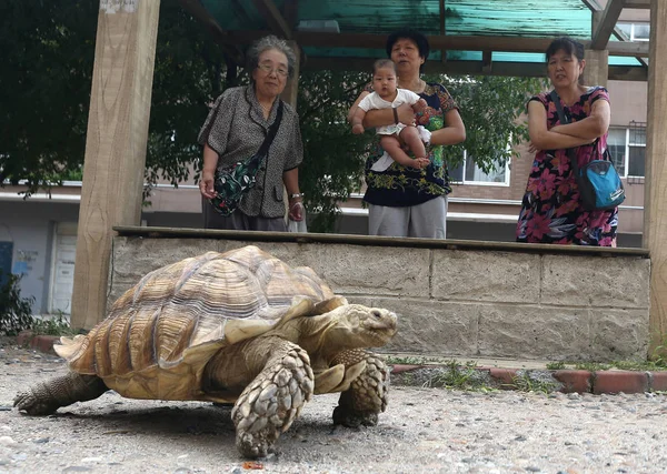 Local Residents Look Giant Pet Tortoise Raised Year Old Chinese — Stock Photo, Image