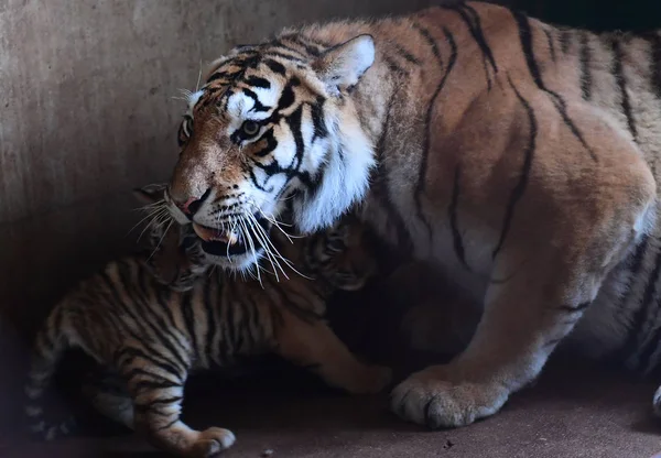 Madre Tigre Manchuriana Siete Años Juega Con Tres Cachorros Tigre —  Fotos de Stock