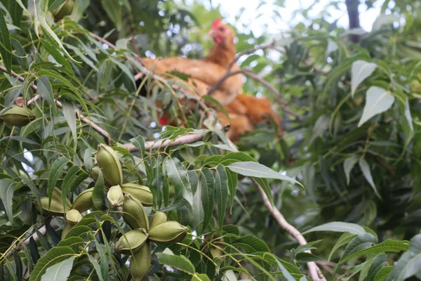 Farmed chickens, nicknamed \