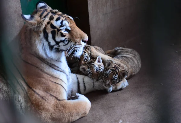 Madre Tigre Manchuriana Siete Años Juega Con Tres Cachorros Tigre —  Fotos de Stock