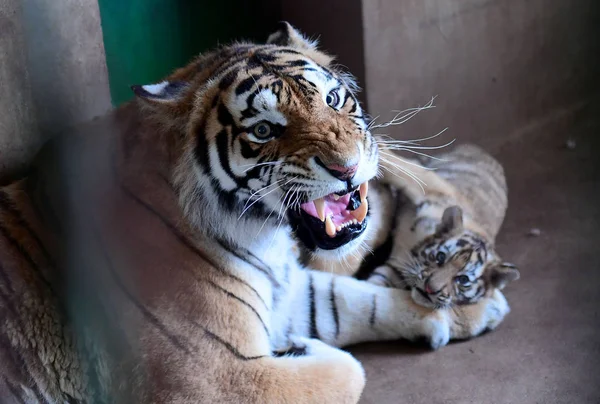 Madre Tigre Manchuriana Siete Años Juega Con Tres Cachorros Tigre —  Fotos de Stock