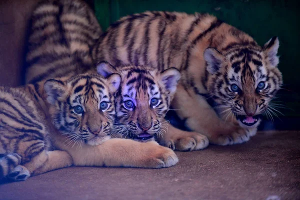 Tres Cachorros Tigre Manchurianos Representan Guaipo Northeast Tiger Park Ciudad —  Fotos de Stock