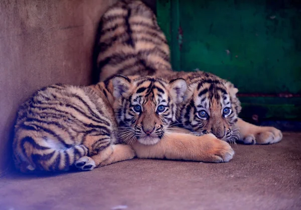 Tres Cachorros Tigre Manchurianos Representan Guaipo Northeast Tiger Park Ciudad —  Fotos de Stock