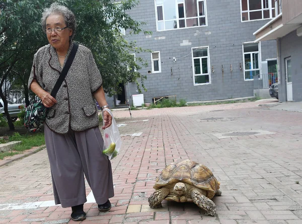 Year Old Chinese Woman Hao Yulan Walks Her Giant Pet — Stock Photo, Image