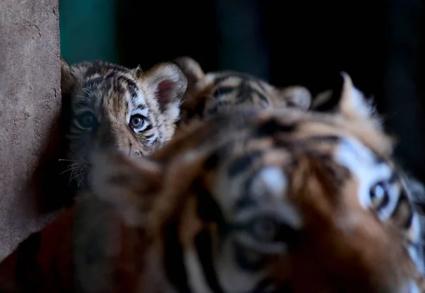 Madre Tigre Manchuriana Siete Años Juega Con Tres Cachorros Tigre — Foto de Stock