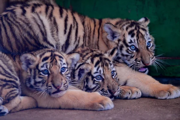 Three Manchurian Tiger Cubs Pictured Guaipo Northeast Tiger Park Shenyang — Stock Photo, Image