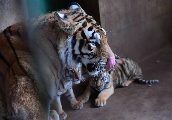 Seven Year Old Manchurian Tiger Mother Plays Three Tiger Cubs — Stock Photo, Image