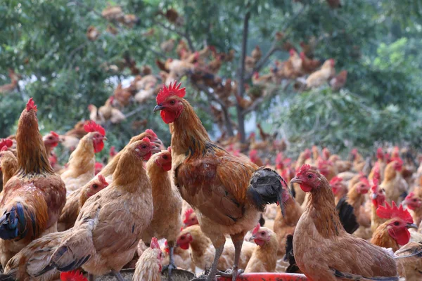 Hundreds of farmed chickens, nicknamed \