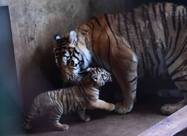 Madre Tigre Manchuriana Siete Años Juega Con Tres Cachorros Tigre —  Fotos de Stock