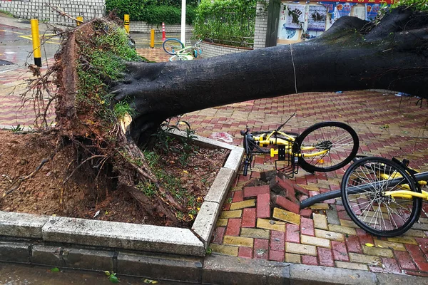 Albero Sradicato Dal Forte Vento Causato Dal Tifone Hato Una — Foto Stock