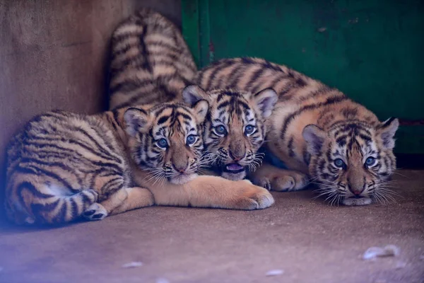 Trzy Cubs Kandydat Tygrysa Zdjęciu Guaipo Northeast Tiger Park Shenyang — Zdjęcie stockowe
