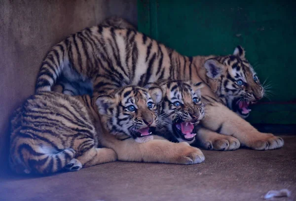 Drie Mantsjoerijen Tijger Welpen Worden Afgebeeld Guaipo Northeast Tiger Park — Stockfoto