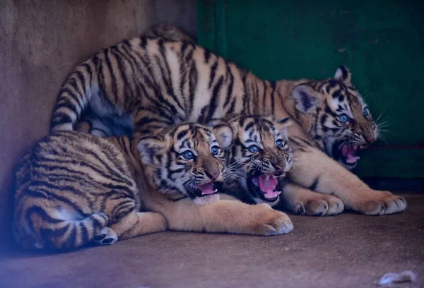 Trzy Cubs Kandydat Tygrysa Zdjęciu Guaipo Northeast Tiger Park Shenyang — Zdjęcie stockowe