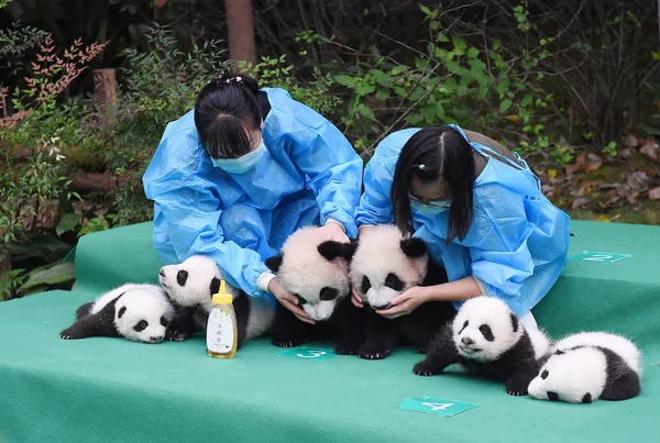 Chinese Panda Keepers Houden Reuzenpanda Welpen Geboren 2017 Tijdens Een — Stockfoto