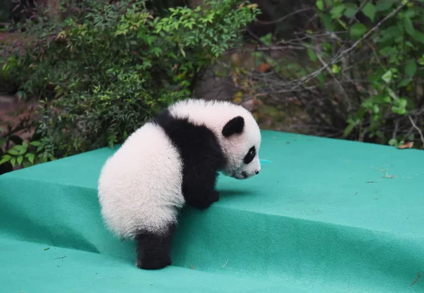 Egy Óriás Panda Cub 2017 Ben Született Közben Működik Aranyos — Stock Fotó