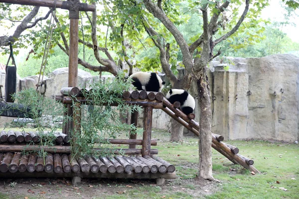 2017年9月23日 中国东部首只鸽子对熊猫幼崽 在中国上海中国大熊猫保护研究中心上海基地演出 — 图库照片