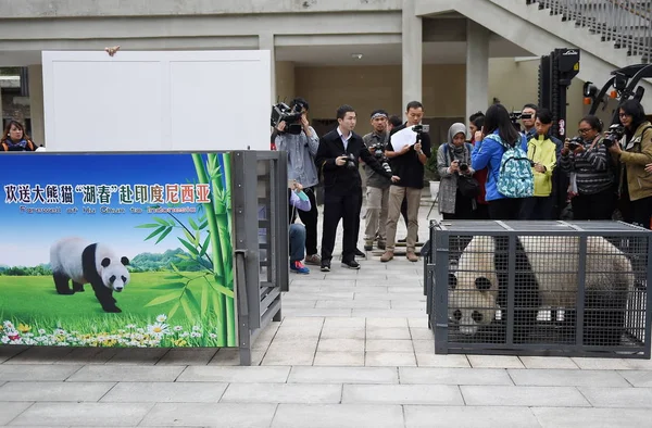 Panda Gigante Chun Cargará Una Caja Carga Antes Partir Hacia — Foto de Stock