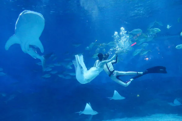 Mergulhadores Realizam Cercados Por Animais Marinhos Durante Show Casamento Subaquático — Fotografia de Stock