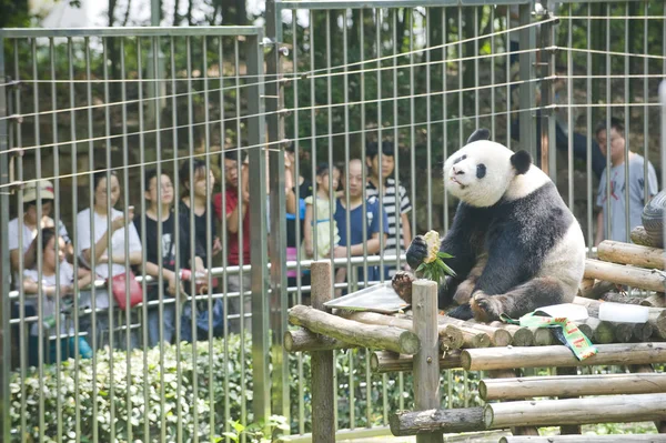 Panda Gigante Wei Wei Come Sua Forragem Forma Bolo Aniversário — Fotografia de Stock