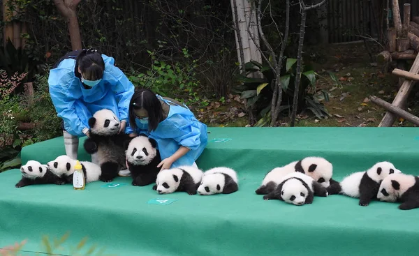 Los Cuidadores Panda Chinos Tienen Cachorros Panda Gigantes Nacidos 2017 — Foto de Stock