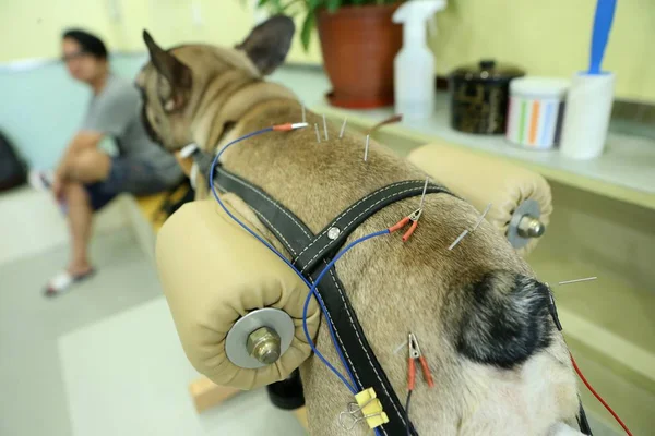 Pies Jest Trakcie Leczenia Igieł Akupunktury Dodaje Się Ciała Szpitalu — Zdjęcie stockowe