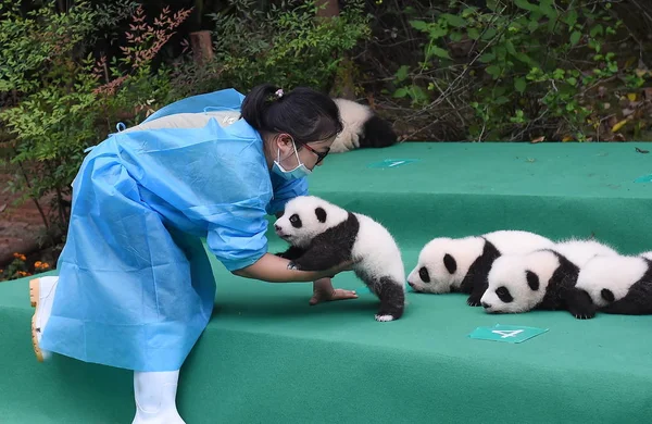 Cuidador Del Panda Chino Tiene Cachorro Panda Gigante Nacido 2017 — Foto de Stock